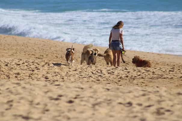 Freiwillige Helferin Mit Hunden Am Strand