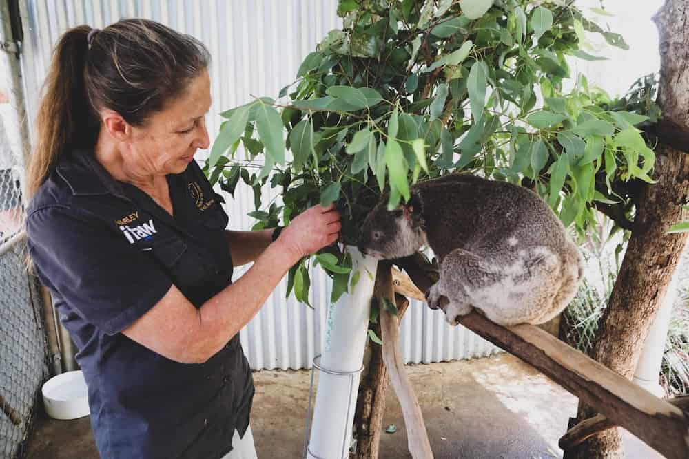 Freiwilligenarbeit in Australien. Ehrenamtliche hilf Koalas