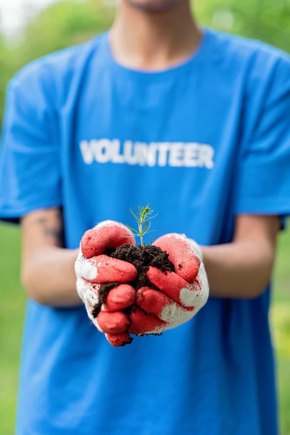 Freiwilliger Helfer Pflanzt Einen Baum als Freiwilligenarbeit im Ausland